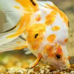 322710-800×533-what-do-goldfish-eat