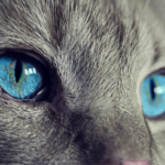 La opinión personal de un blogger sobre el pienso para gatos ND: ¿Realmente cumple con las expectativas?