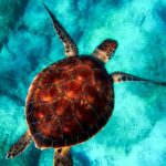 Enfermedades comunes de tortugas marinas