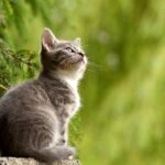 Cómo tranquilizar a un gato ansioso: técnicas efectivas para reducir el estrés felino