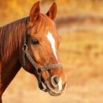 Cuidados de caballos mayores: ¿cuáles son las mejores prácticas?