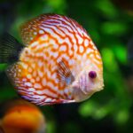 10 hechos sorprendentes sobre los animales acuáticos