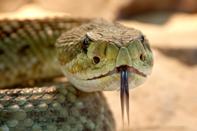 Comportamiento de las serpientes venenosas, ¿qué se sabe al respecto?