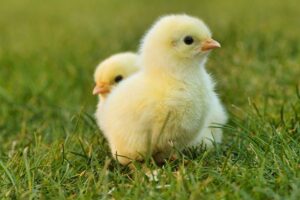 Crianza y cuidado de gallinas ponedoras