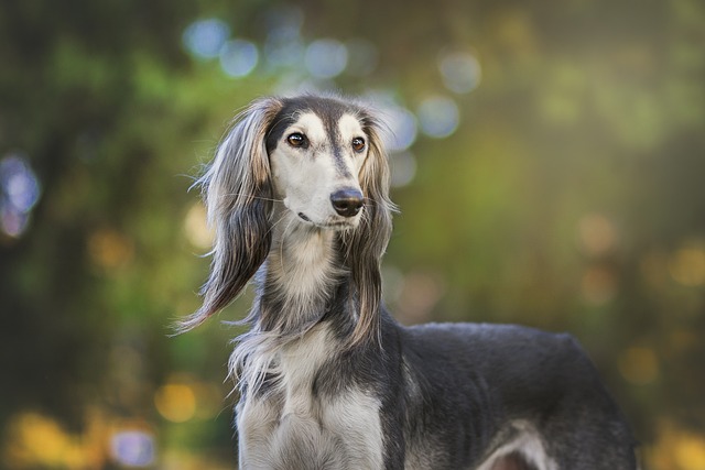 Derivaciones hepáticas en perros: ¿Por qué mi perro no ha sido diagnosticado durante 35 años y cómo puede saberlo?