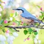 10 curiosidades sobre aves que no conocías