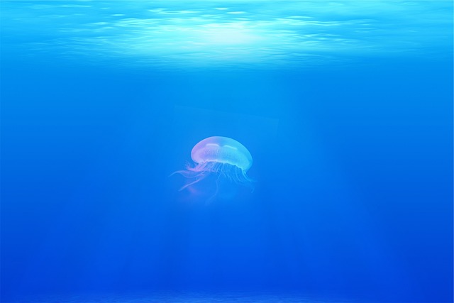 Descubre el mundo de los animales marinos en un safari submarino