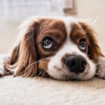¿El champú para perros de Lidl es realmente la mejor opción para tu mascota?