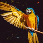 10 Fascinantes curiosidades sobre aves que no sabías