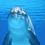 Los animales más inteligentes del océano y sus increíbles habilidades
