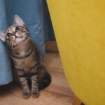 Mi experiencia con Acana Pacifica: una opinión personal sobre este pienso para gatos y gatitos