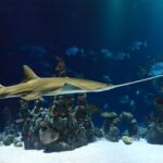 10 hechos sorprendentes sobre los animales marinos