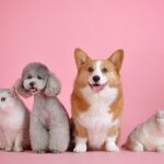 10 razas de perros perfectas para familias
