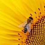 Insectos que ayudan a la polinización: una labor esencial para el ecosistema