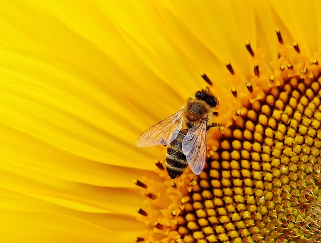 Insectos que ayudan a la polinización: una labor esencial para el ecosistema