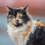 Explorando el sabor y la calidad de la comida Friskies para gatos: una opinión personal